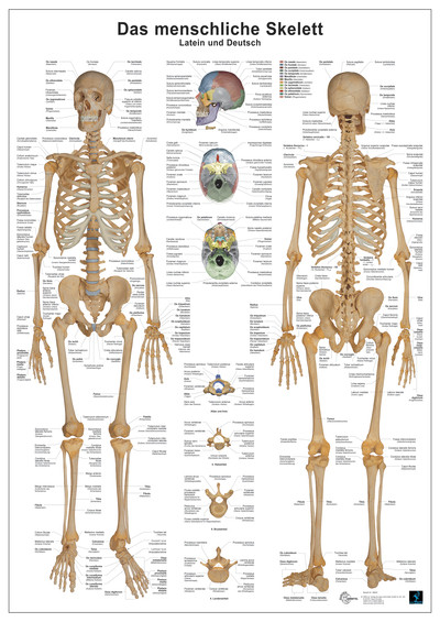 [Cover] Das menschliche Skelett