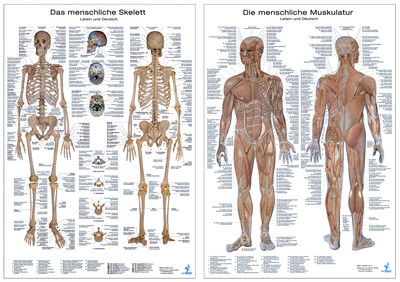 [Cover] Doppelpack Anatomie-Lerntafeln Muskulatur und Skelett
